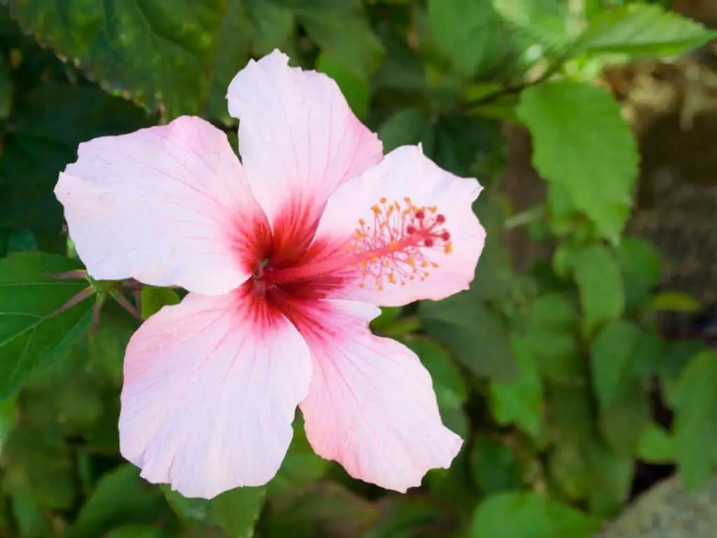 Hibiscus: The Mysterious Flavor Everyone's Talking About
