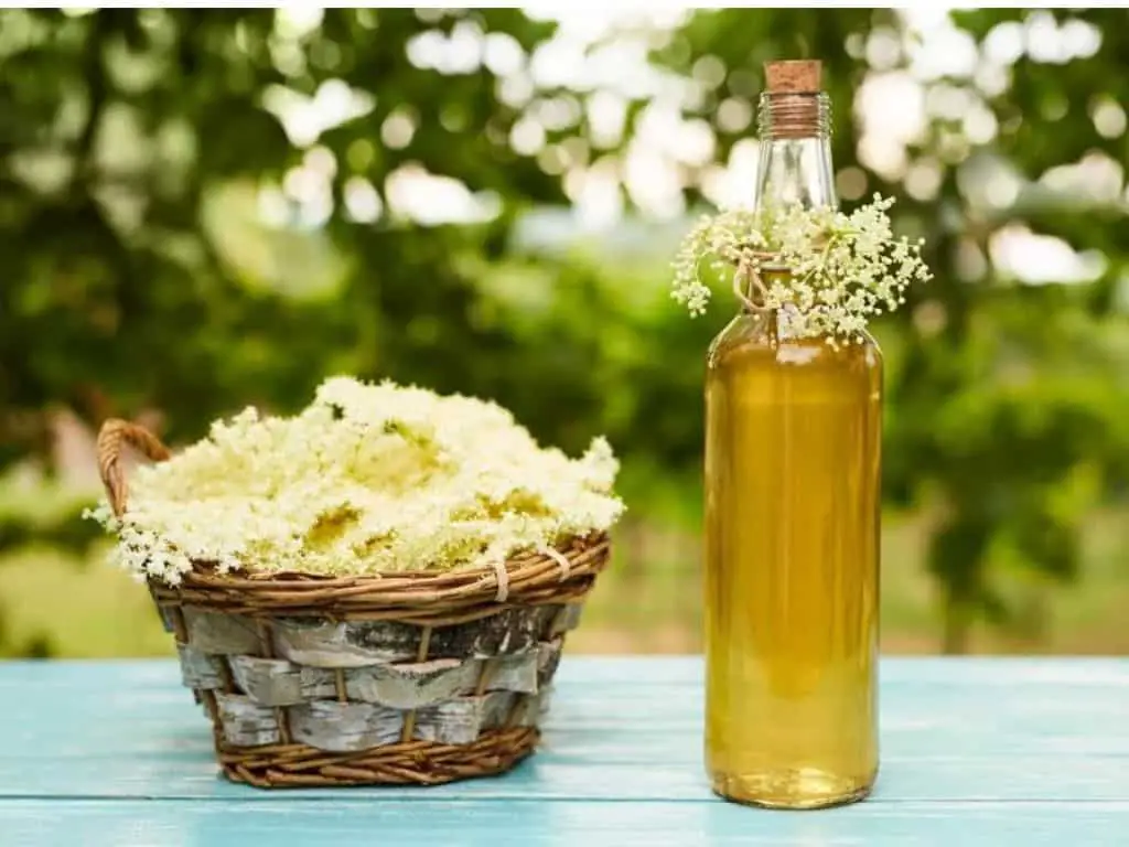 What does elderflower taste like? Is it sweet or tangy?